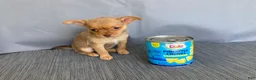 Chihuahua dogs for sale: Ruby - Ad 8