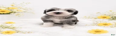 Sheepadoodle 4