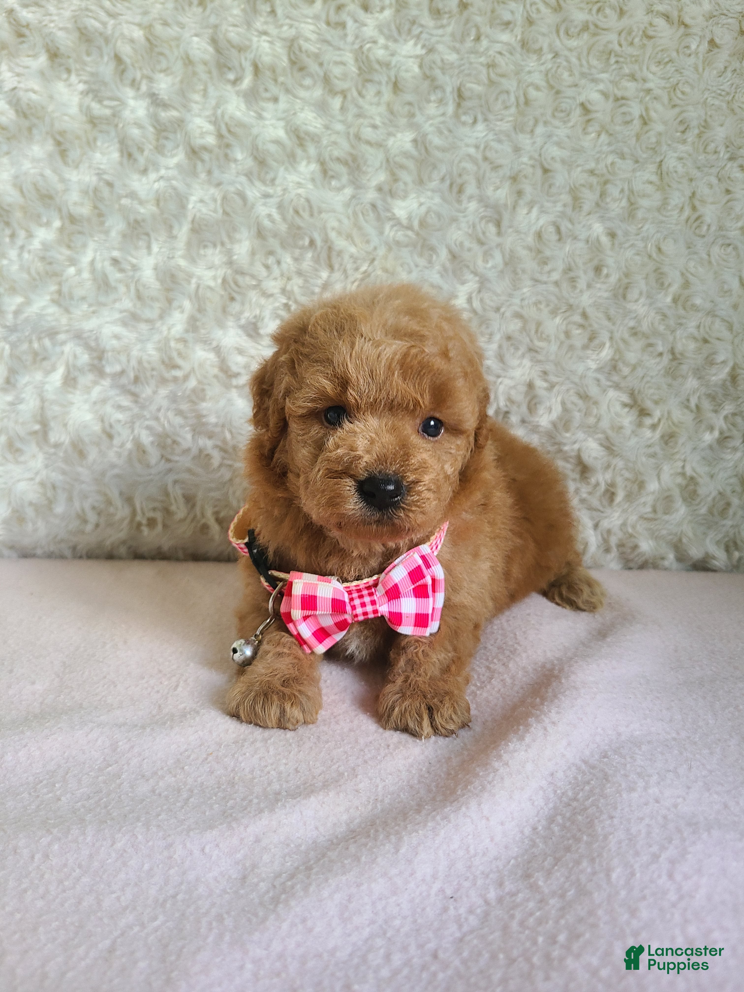 Mini Goldendoodle dogs Inez - Ad 2