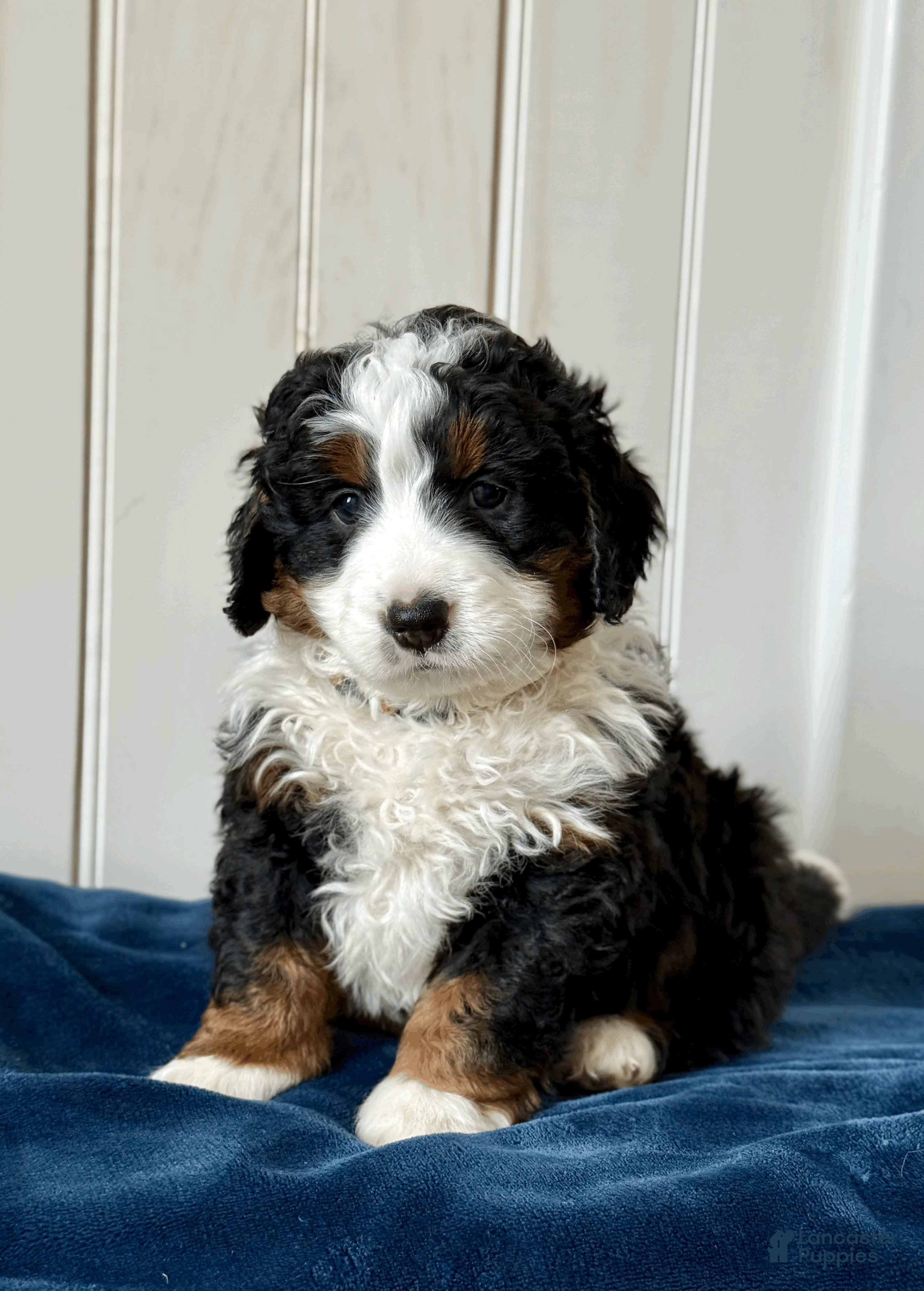 Mini Bernedoodle dogs Louie - Ad 1
