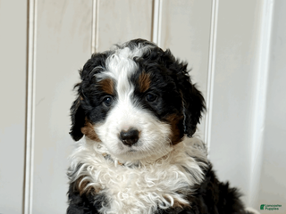 Mini Bernedoodle dogs for sale: Louie - Ad 4