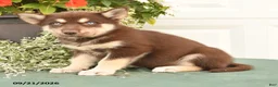 Alaskan Malamute dogs for sale: Cadence - Ad 3