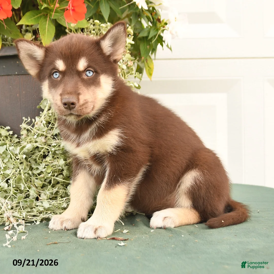 Alaskan Malamute dogs for sale: Cadence - Ad 3