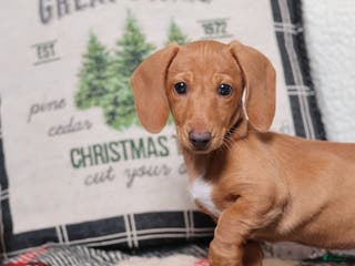 Dachshund dogs Sasha - Genetic Tested Parents - Ad 4