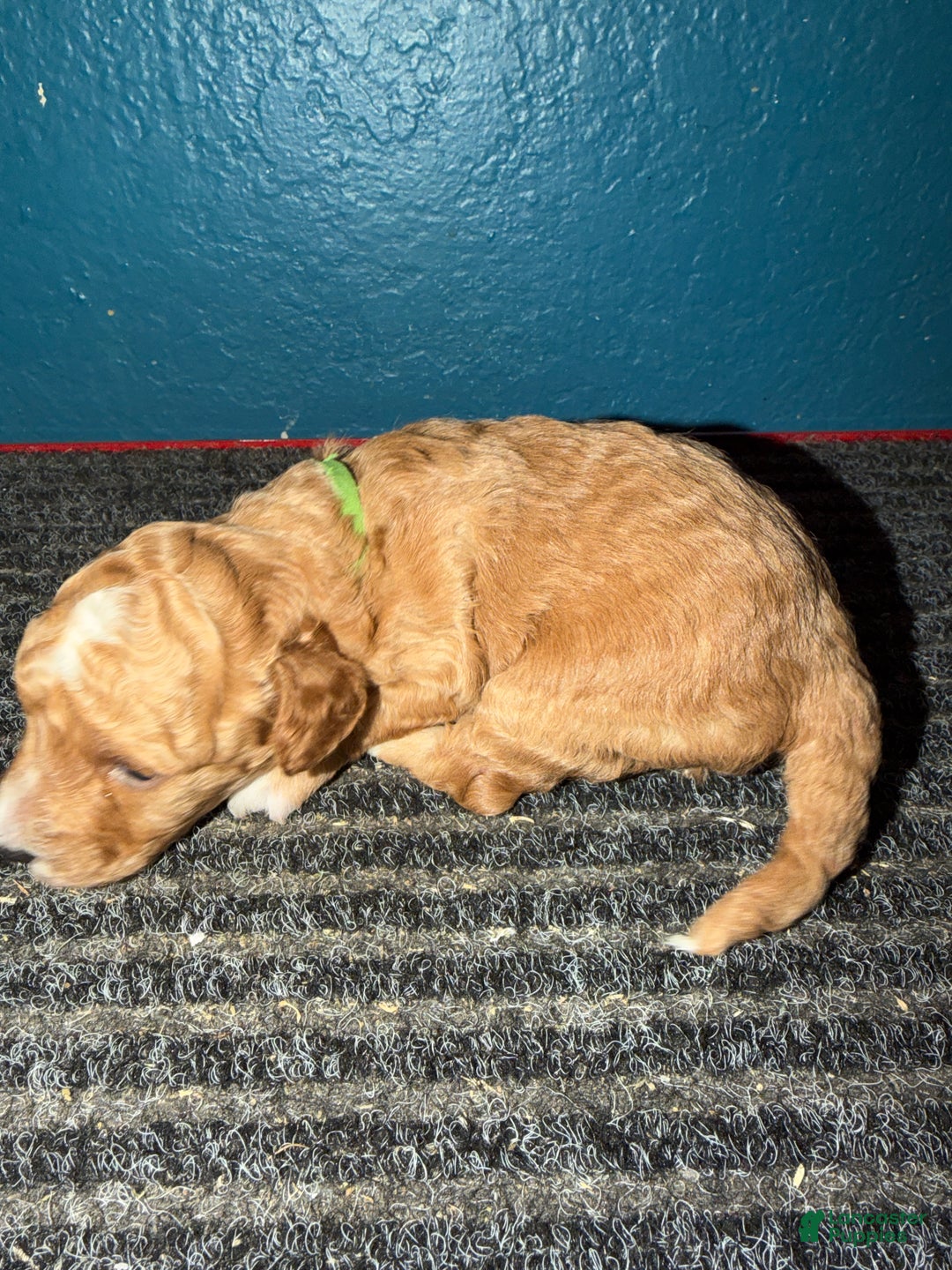 Miniature Poodle dogs for sale: AKC Miniature Poodle Puppy Dark Green - Ad 5