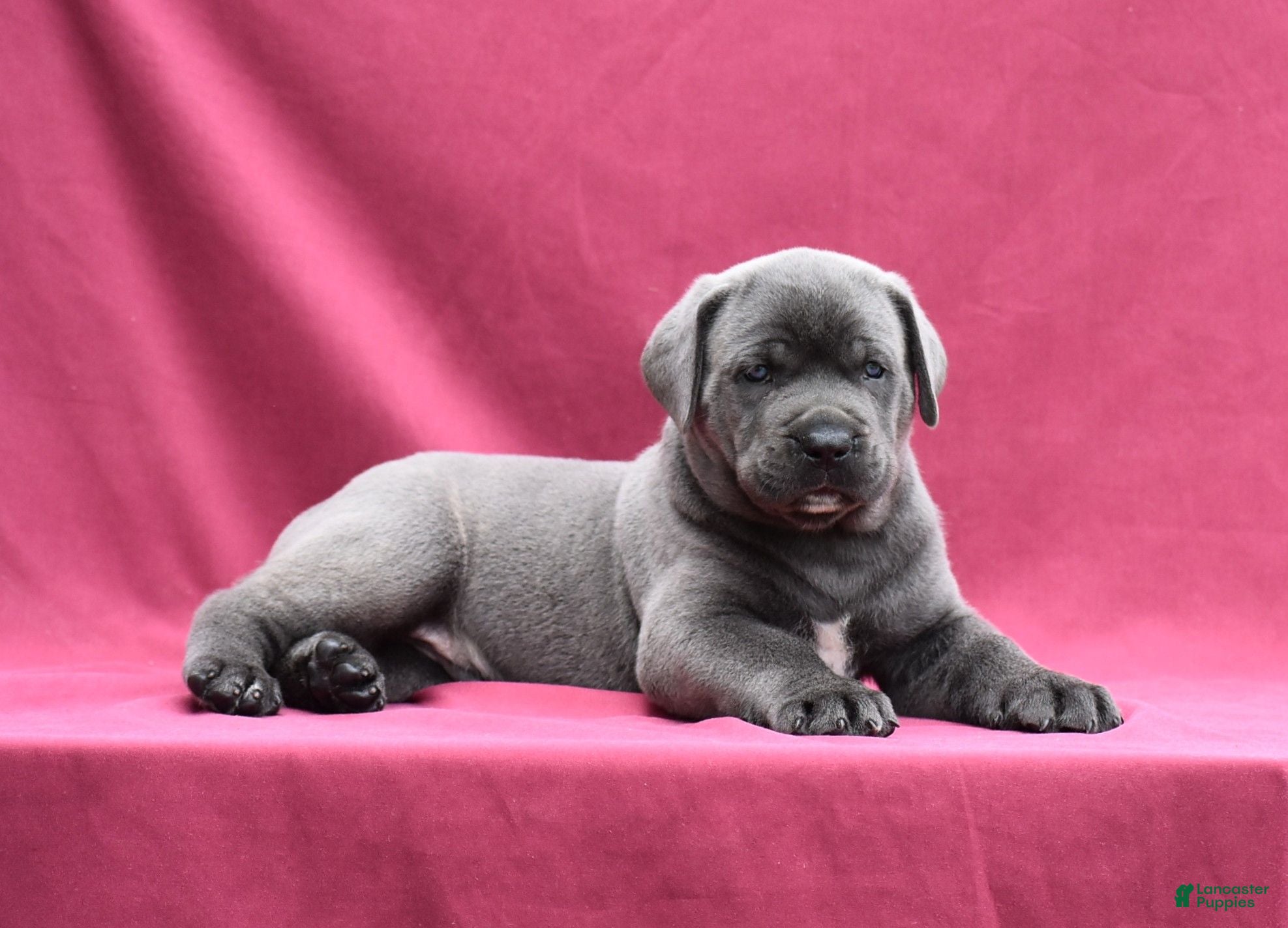 Cane Corso dogs Tank - Ad 1