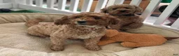 Mini Goldendoodle dogs for sale: brown collar boy - Ad 2