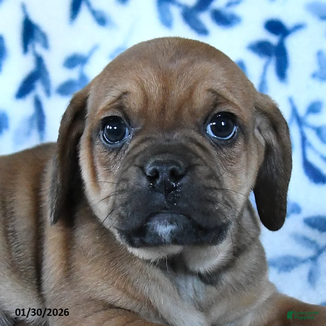 Puggle dogs for sale: Sunny  - Ad 4