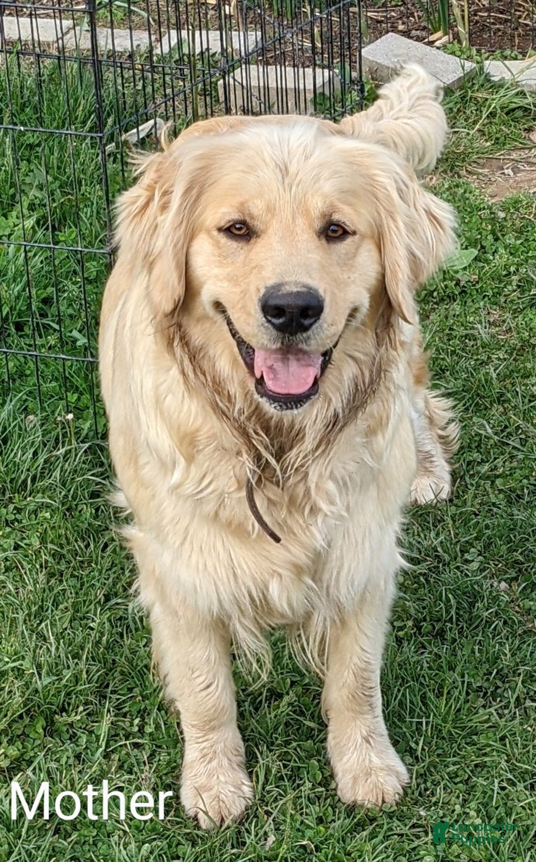 Goldador dogs for sale: Valentino - Ad 7