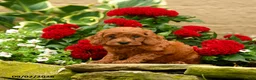 Miniature Poodle dogs for sale: Sushi - Ad 3