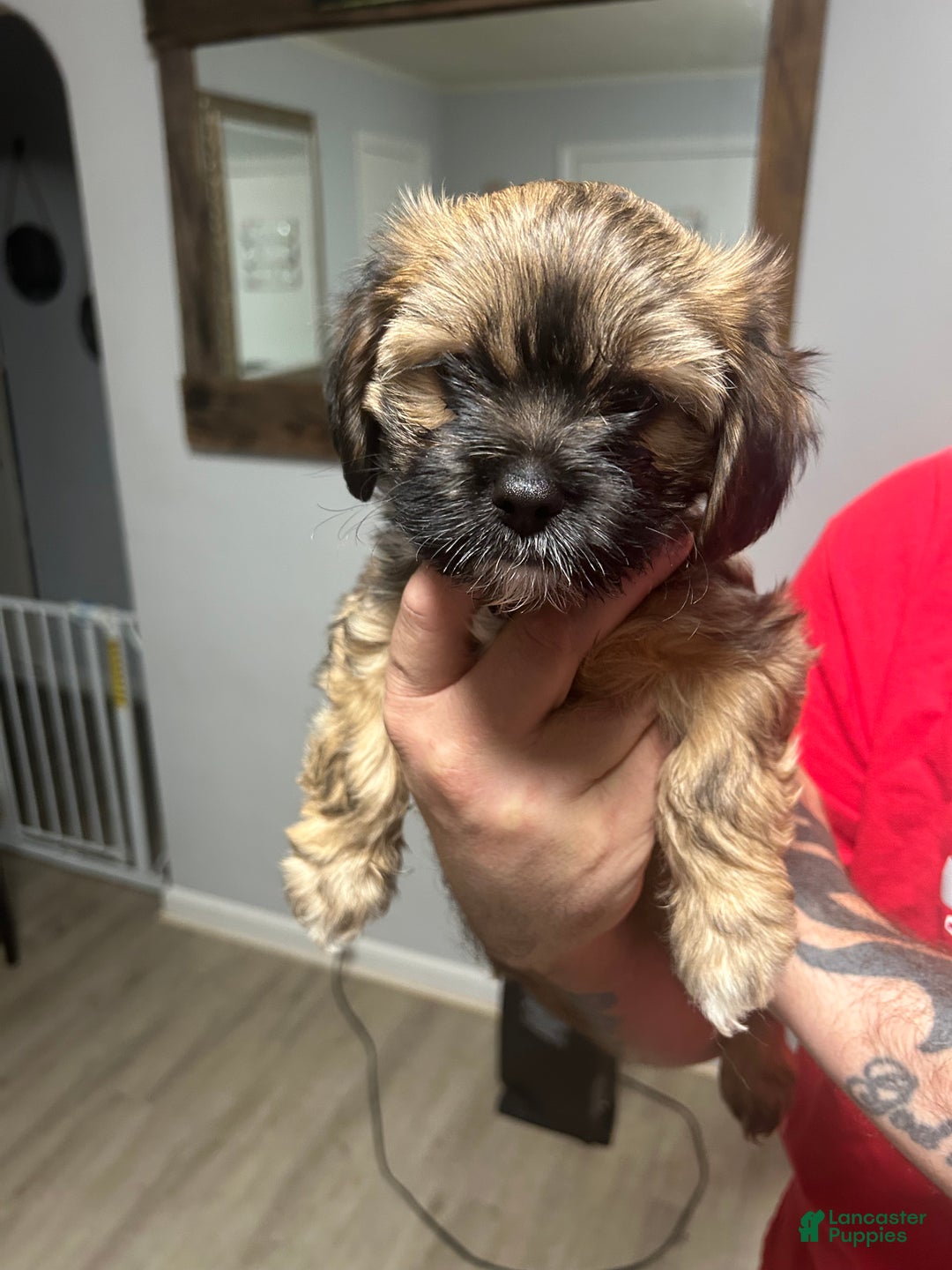 Shih Tzu dogs for sale: Teddy Bear Puppy 3 - Ad 2