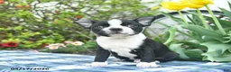 Boston Terrier dogs for sale: Vadar  - Ad 3