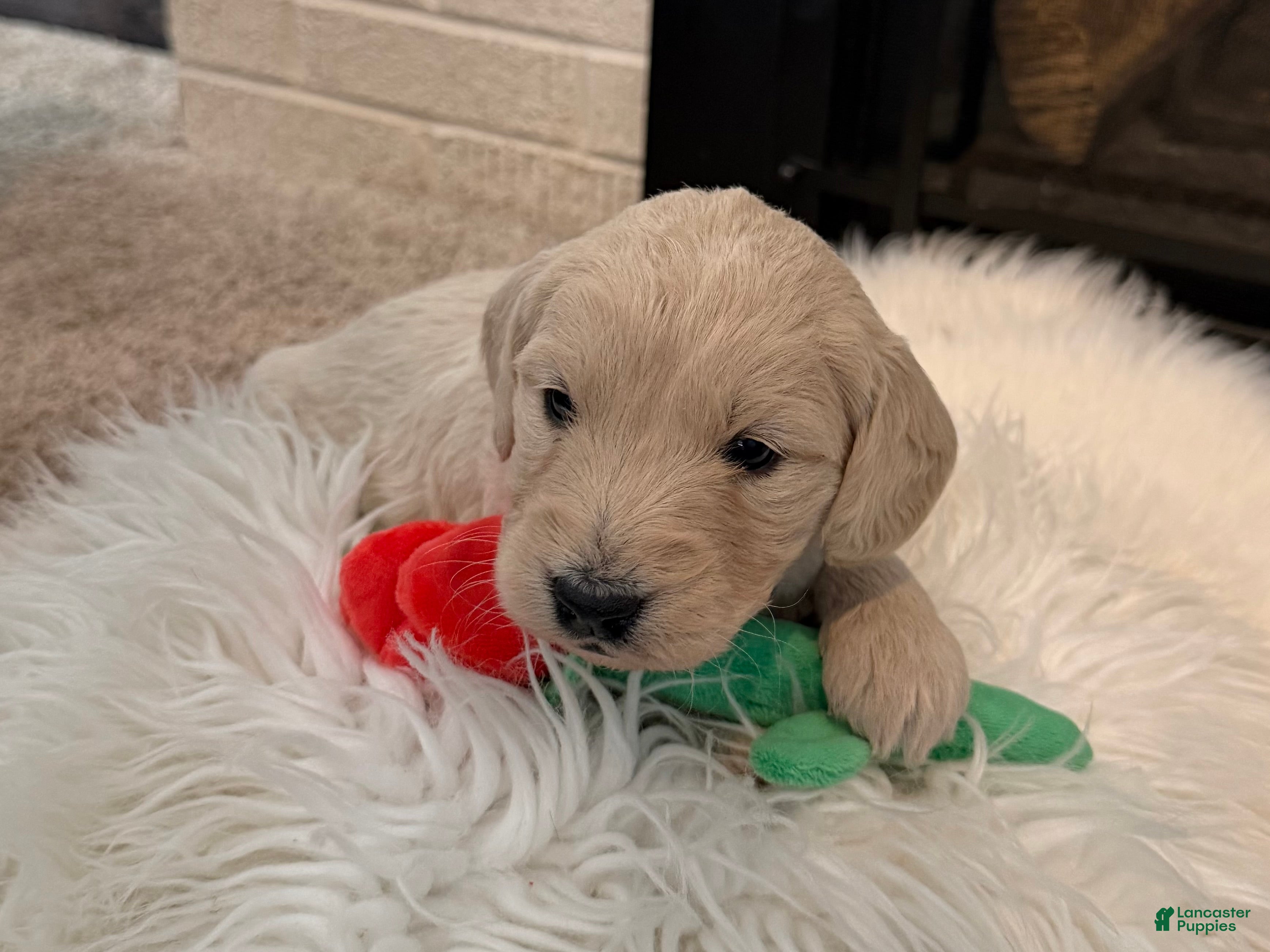 Mini Goldendoodle dogs Aspen  - Ad 29