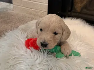 Mini Goldendoodle dogs Aspen - Ad 10