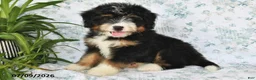 Mini Bernedoodle dogs for sale: Tony - Ad 2