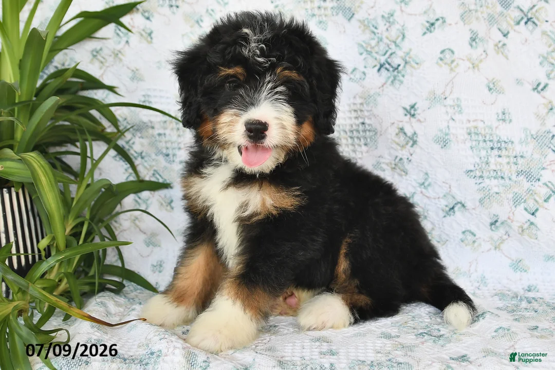 Mini Bernedoodle dogs for sale: Tony - Ad 2
