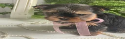Yorkshire Terrier dogs for sale: Cali - Ad 6