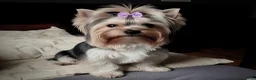 Biewer Terrier dogs for sale: Biewer Terrier Puppy 1 - Ad 12