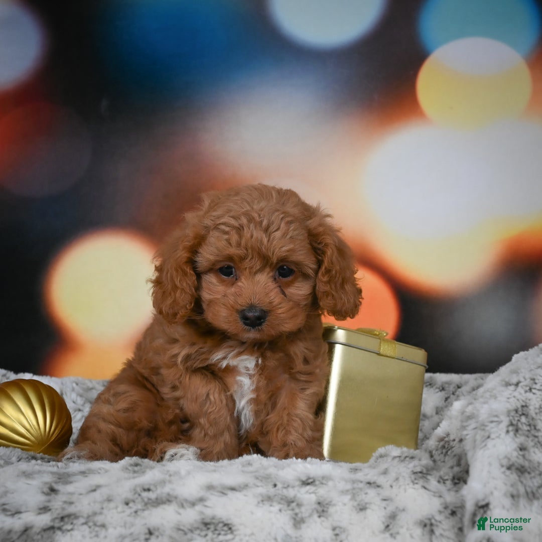 Cavapoo dogs for sale: Coco - Ad 7
