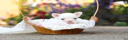 French Bulldog dogs for sale: Waylon - Ad 5