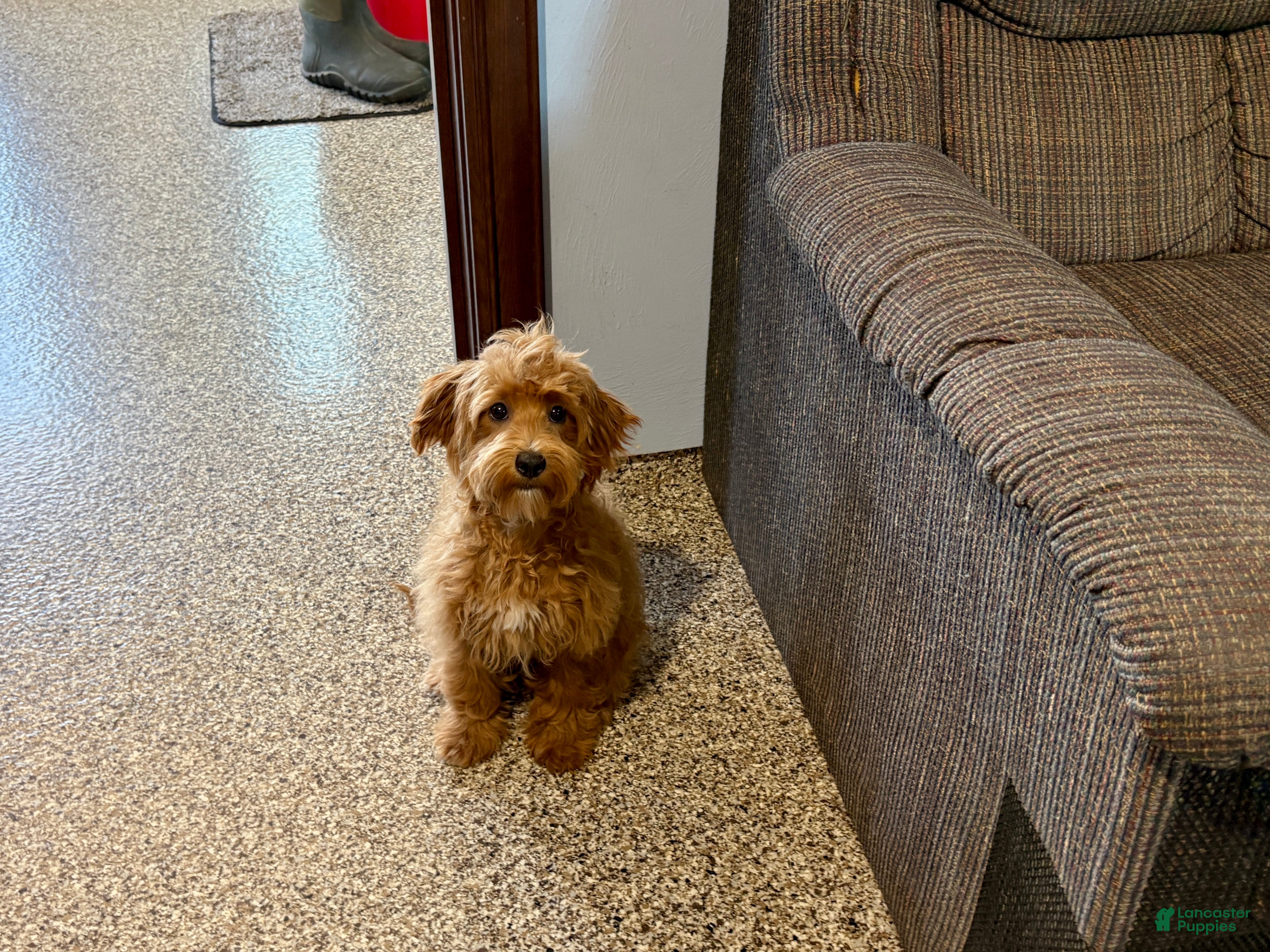 Mixed Breed dogs Mixed Breed 1 - Ad 1