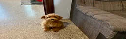 Mixed Breed dogs for sale: Mixed Breed 1 - Ad 1