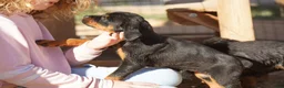 Rottweiler dogs for sale: Rottweiler F2 - Ad 4