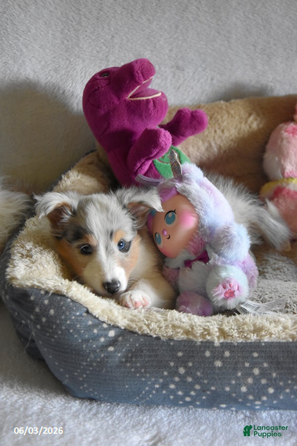 Shetland Sheepdog dogs for sale: Lilac - Ad 5