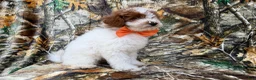 Miniature Poodle dogs for sale: Chip - Ad 5