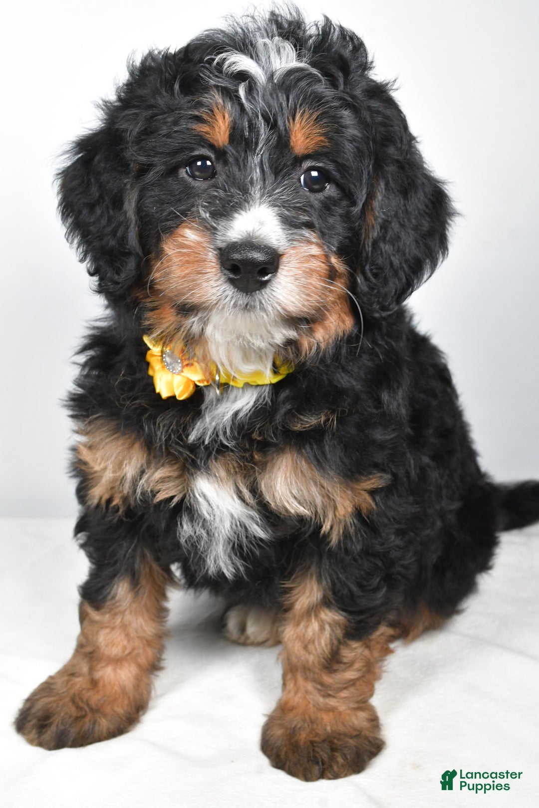 Mini Bernedoodle dogs for sale: Cloe - Ad 6