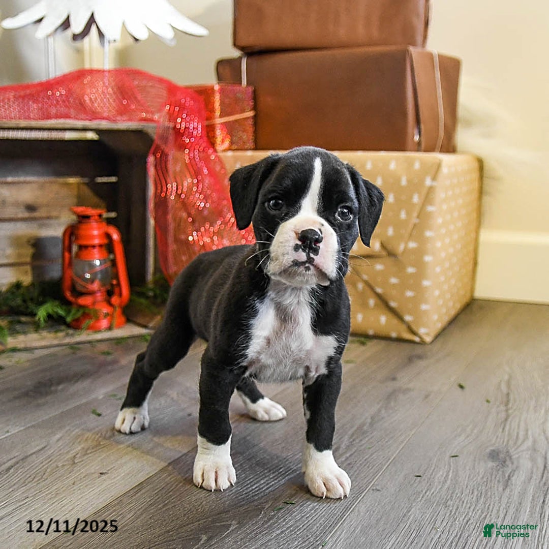 Boxer dogs for sale: Patches - Ad 2