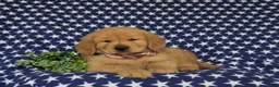 Golden Retriever dogs for sale: Roper - Ad 6