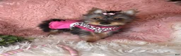 Yorkshire Terrier dogs for sale: Bloom🌸 - Ad 6