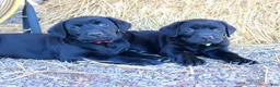Labrador Retriever dogs for sale: Red Collar - Ad 6