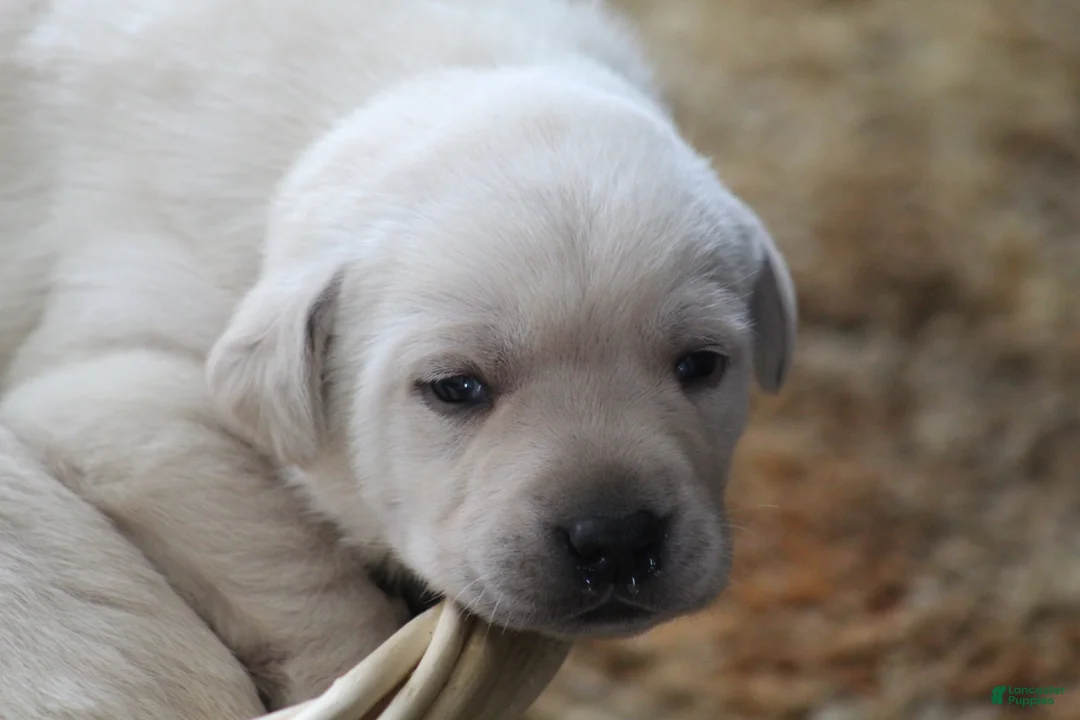Labrador Retriever dogs for sale: Labrador Retriever Puppy 1 - Ad 4