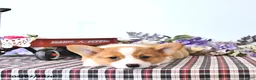 Welsh Corgi Pembroke dogs for sale: Kristy - Ad 3