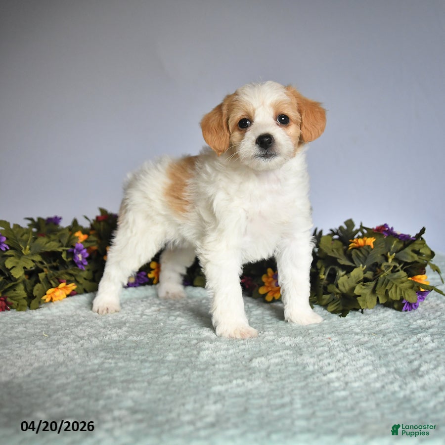 Mixed Breed dogs for sale: Pansey - Ad 2