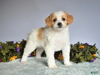 Mixed Breed dogs for sale: Pansey - Ad 2