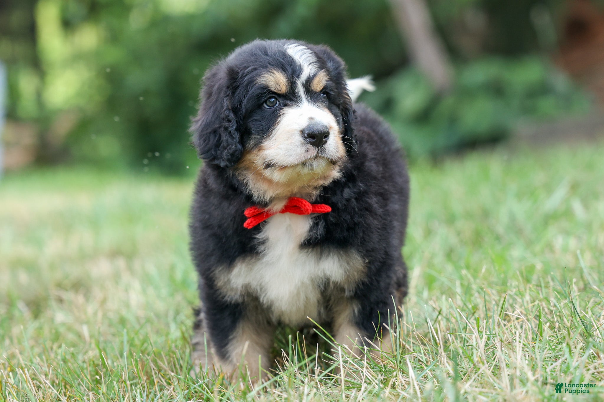 Bernedoodle dogs  Dylan 🐾 - Ad 1
