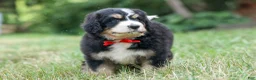 Bernedoodle dogs for sale:  Dylan 🐾 - Ad 5