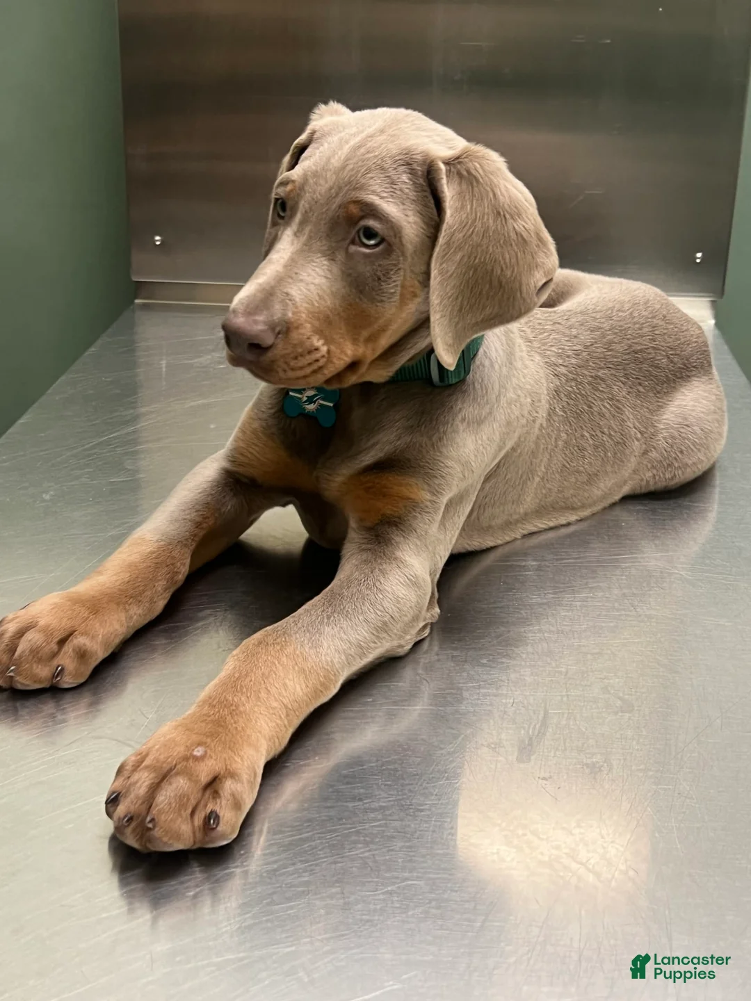 Gallery Image {{count}}