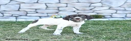 German Shorthaired Pointer dogs for sale: Rocco - Ad 2