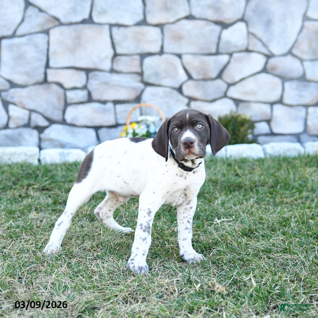 German Shorthaired Pointer dogs for sale: Rocco - Ad 2