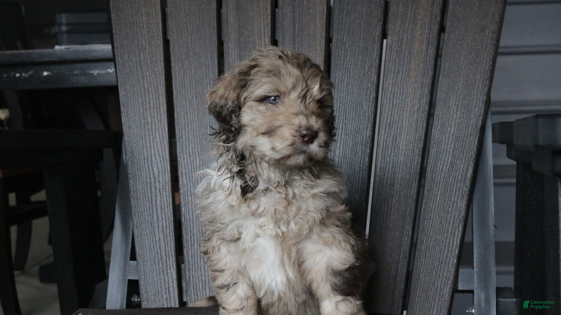 Newfypoo dogs Reni - Ad 5