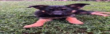 German Shepherd 3