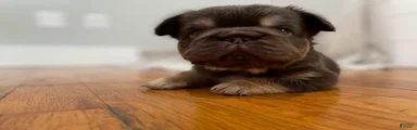 Chewy