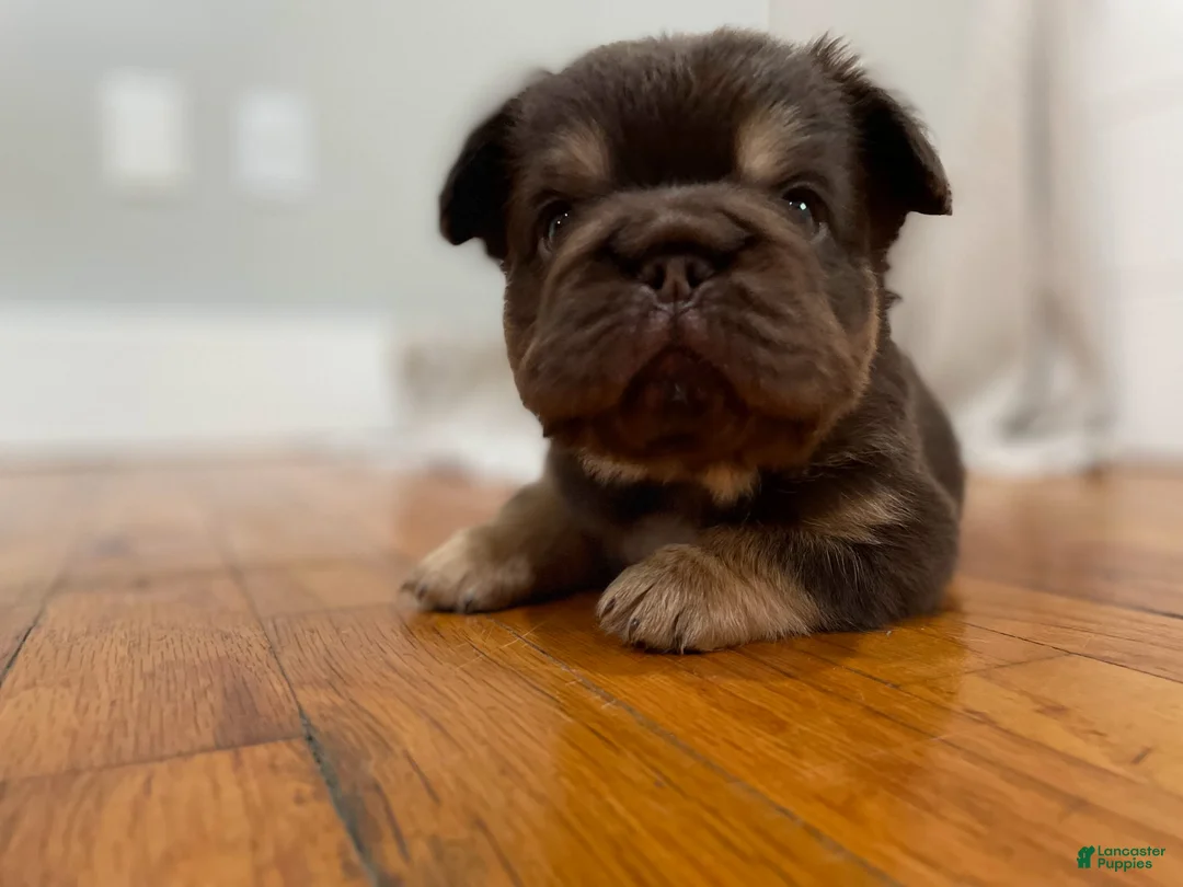 French Bulldog dogs for sale: Chewy - Ad 1