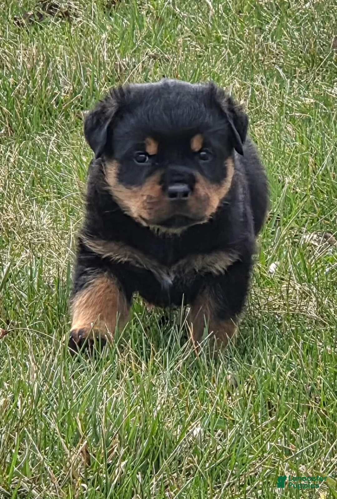 Rottweiler dogs for sale: Miss Bonny - Ad 2