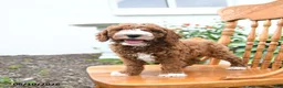 Mini Goldendoodle dogs for sale: Lenny - Ad 5