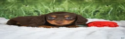 Miniature Dachshund dogs for sale: AKC Daisy - Ad 5